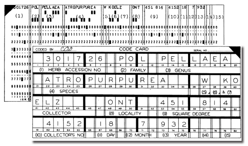 <p><font size="-1">Foreground: A code card from the botanical gardens with coded information that has been punched in the card for mechanical analysis shown in the background. The black rectangles represent punch holes through which electrical contacts are made in the process of machine sorting.</font size></p>